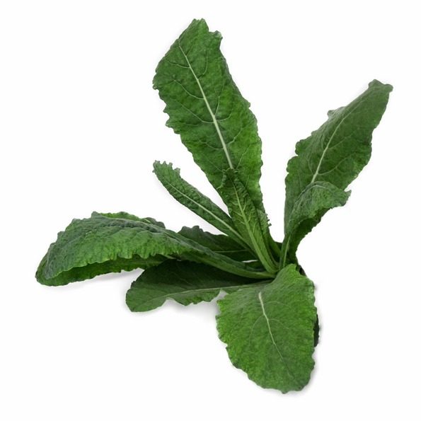 Kale Baby Organico Kale Baby Organico